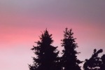8681-schwarze-tannen-rosa-roter-himmel
