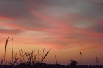 8686-gras-daemmerung-rot-brauner-himmel