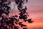 8687-ast-vor-rot-rosa-himmel