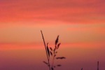8696-grashalm-vor-rot-braunem-himmel