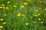 8699-wiese-gelbe-blumen