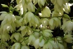 8762-palmlilien-blueten