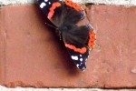 8771-schmetterling-mauer