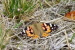 8774-schmetterling-gras