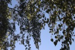 8845-bikenast-vor-blauem-himmel