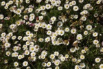 9179-viele-gaensebluemchen-wiese