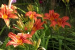 9312-lilien