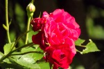 9318-rose-bluete-knospe