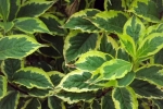 5474-hostas-gruen
