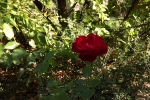 5477-rose-bluent-in-der-herbst-sonne 5477-rose-bluent-in-der-herbst-sonne