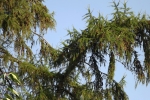 5484-ast-mit-nadeln-vor-blauem-himmel
