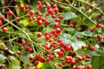 5485-weissdorn-beeren