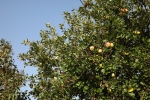 5491-apfelbaum-mit-aepfeln 5491-apfelbaum-mit-aepfeln