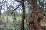 alter-baum-junger-baum