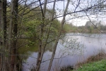 baum-am-wasser