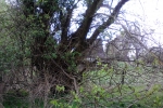baum-ranken