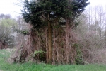 baum-schleier