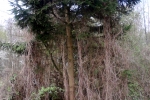 nadelbaum-lianen