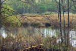 see-baume-schilff