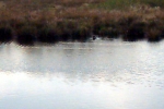 see-ente