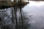 spiegelung-baume-see