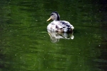 ente-hinten