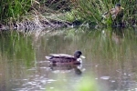 ente-wasser