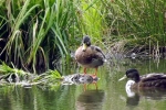 enten-muehlteich