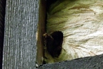 nest-im-muehlhaus