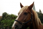 pferd-profil