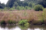 ufer-sulingen-muehlteich