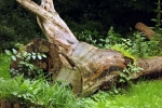 umgestuerzter-baum
