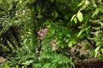 5186-rosa-blueten