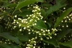 5188-knospen