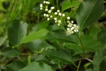 5190-knospen