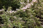 5192-rosa-blueten
