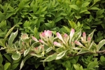 5194-rosa-blueten