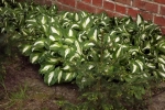 5198-hostas