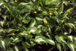 5200-hostas-butterblumen
