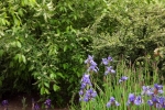 5204-iris