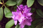 5214-rhododendron