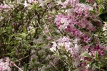 5235-rosa-blueten