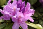 5247-rhododendron-bluete