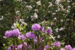 5250-rhododendron-bluete