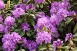 5251-rhododendron-bluete