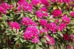 5253-rhododendron-bluete