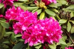 5255-rhododendron-bluete