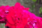 5267-rose