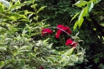 5269-rose