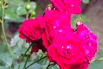 5273-rose